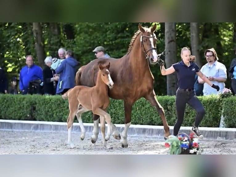 Hanoverian Mare  Chestnut-Red in Stoetze