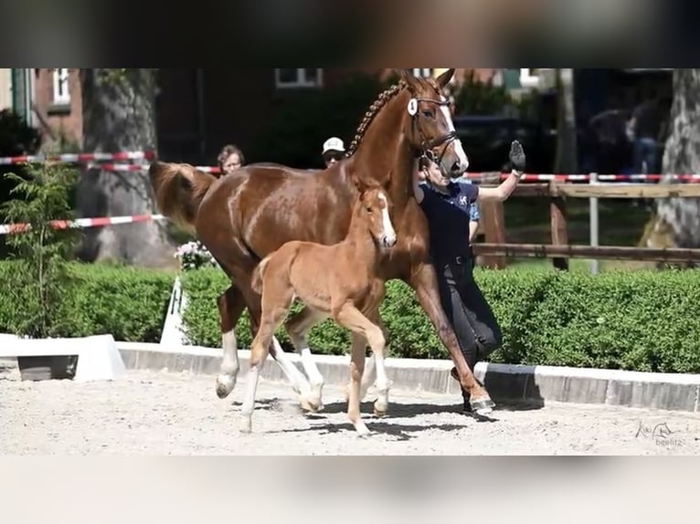 Hanoverian Mare  Chestnut-Red in Stoetze
