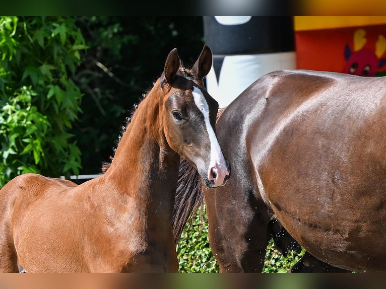 Hanoverian Mare Chestnut-Red in Celle Hanoverian Mare Chestnut-Red in Celle