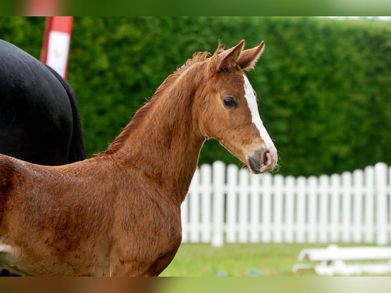 Hanoverian Mare  Chestnut-Red in Celle