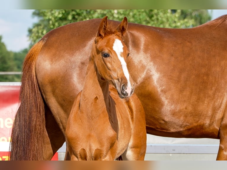 Hanoverian Mare  Chestnut-Red in Celle