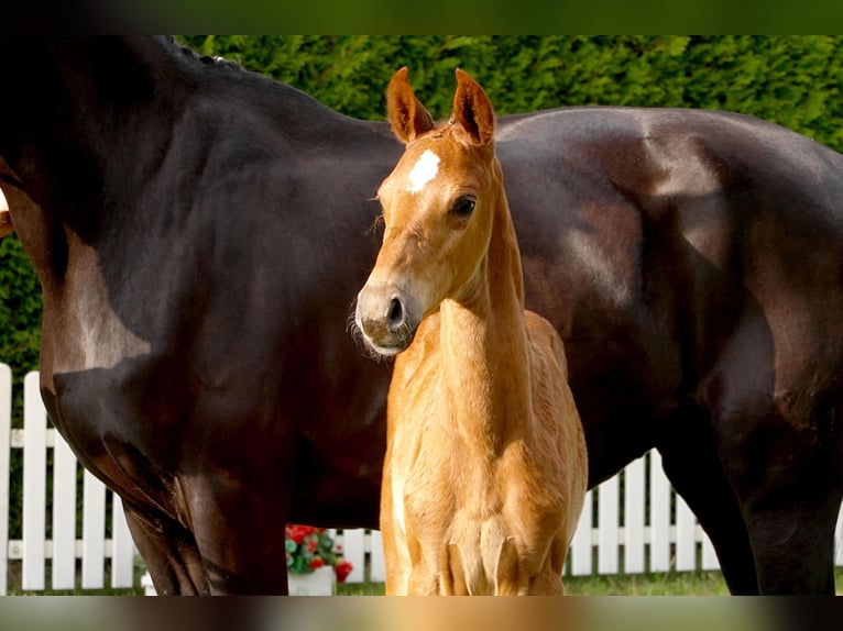 Hanoverian Mare  Chestnut-Red in Celle