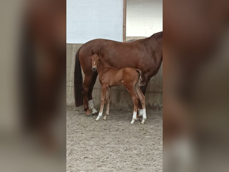 Hanoverian Mare Foal (03/2025) Chestnut-Red in Gro&#xDF; Ippener