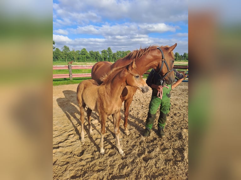 Hanoverian Mare Foal (04/2025) Chestnut-Red in Hechthausen Hanoverian Mare Foal (04/2025) Chestnut-Red in Hechthausen