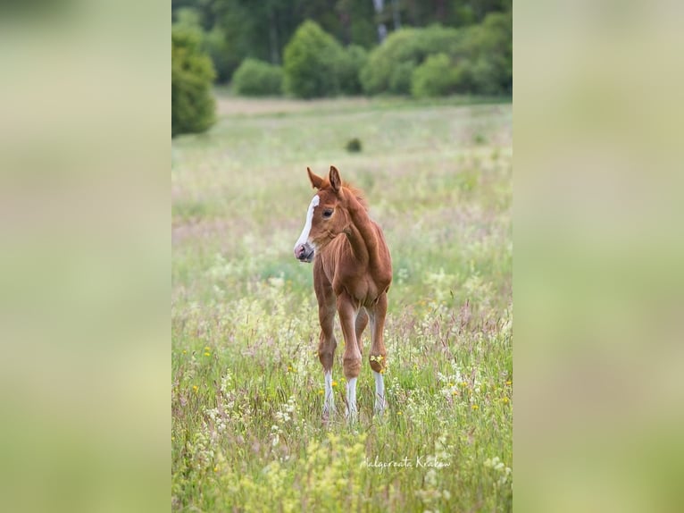 Hanoverian Mare  Chestnut-Red in Jedwabno