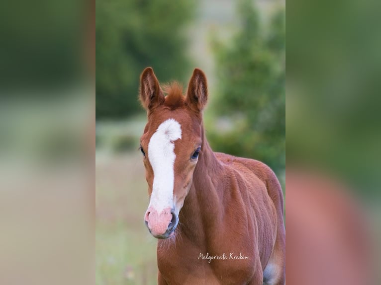 Hanoverian Mare  Chestnut-Red in Jedwabno