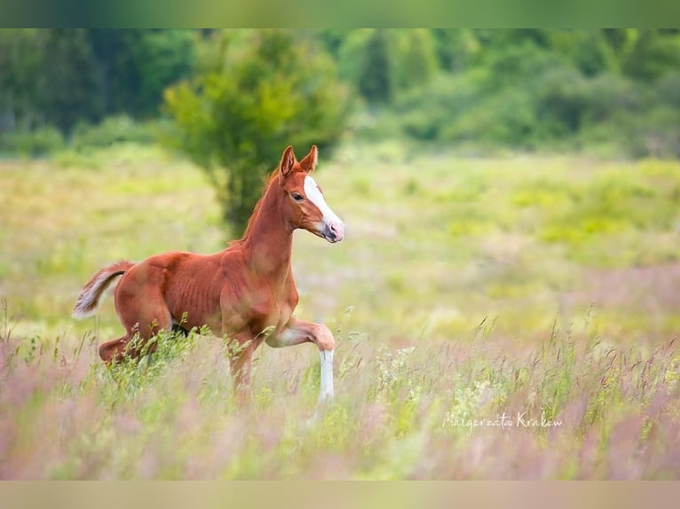 Hanoverian Mare  Chestnut-Red in Jedwabno