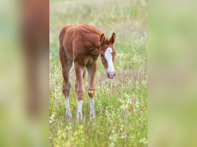 Hanoverian Mare  Chestnut-Red in Jedwabno