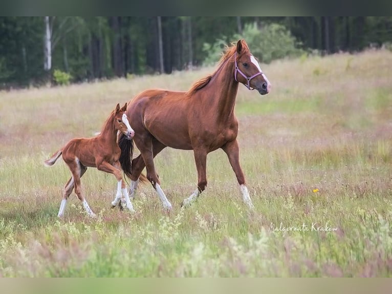 Hanoverian Mare  Chestnut-Red in Jedwabno