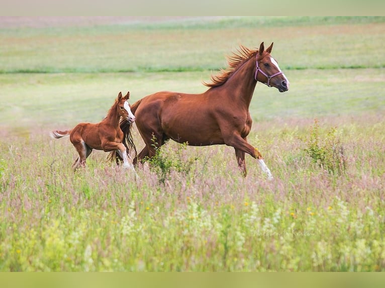 Hanoverian Mare  Chestnut-Red in Jedwabno