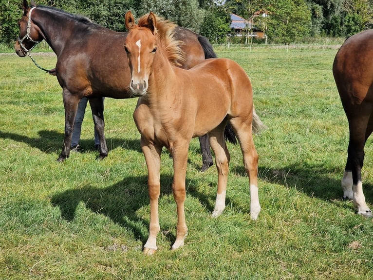 Hanoverian Mare Foal (04/2025) Chestnut-Red in Krummh&#xF6;rn