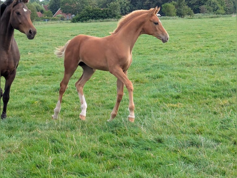 Hanoverian Mare Foal (04/2025) Chestnut-Red in Krummh&#xF6;rn