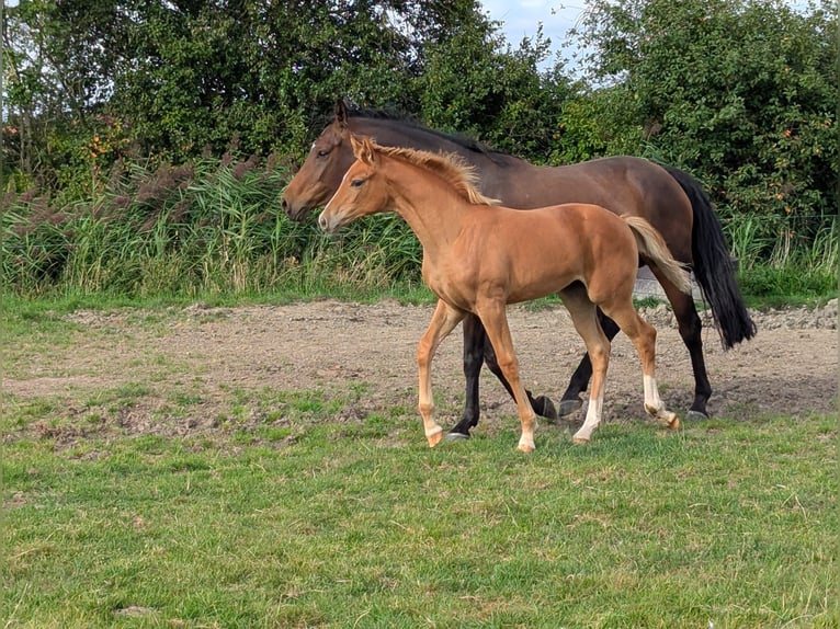 Hanoverian Mare Foal (04/2025) Chestnut-Red in Krummh&#xF6;rn