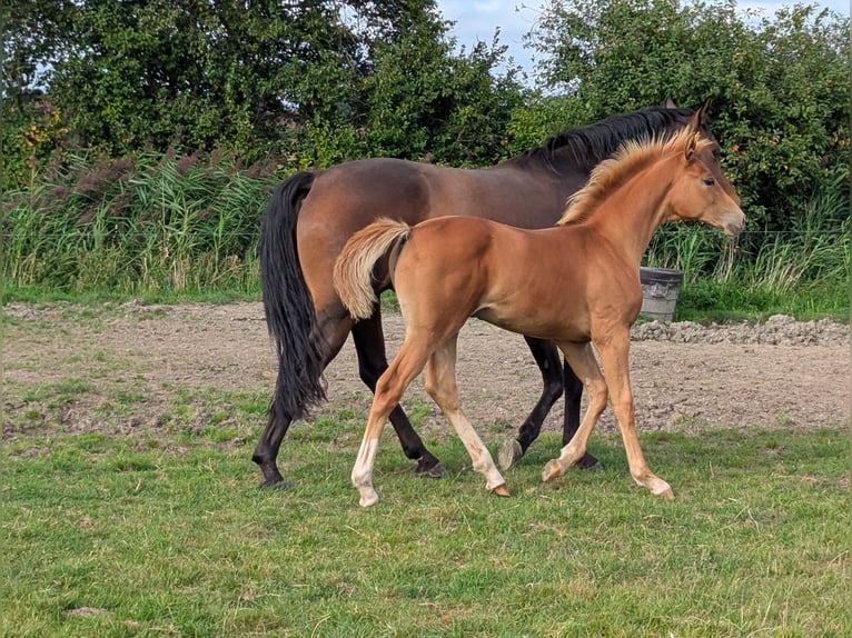 Hanoverian Mare Foal (04/2025) Chestnut-Red in Krummh&#xF6;rn