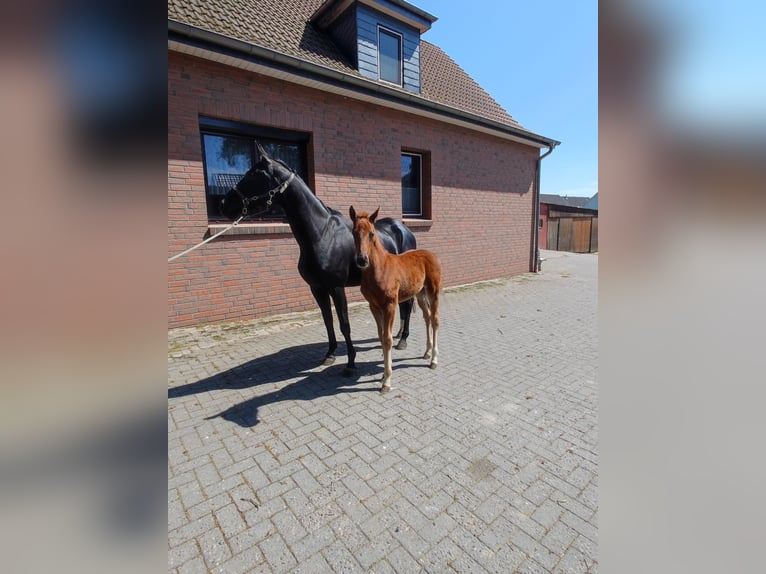 Hanoverian Mare  Chestnut-Red in Langen