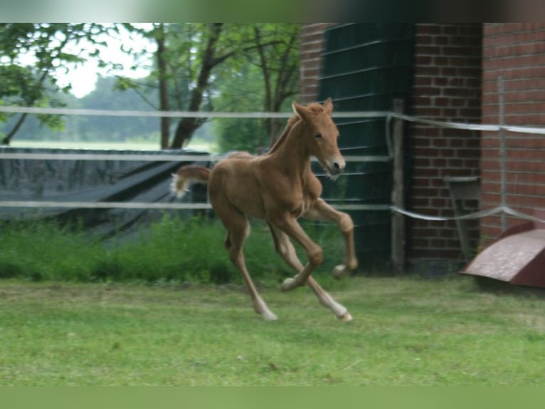 Hanoverian Mare  Chestnut-Red in Rietberg