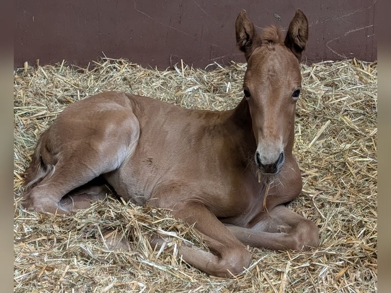 Hanoverian Mare  Chestnut-Red in Rietberg