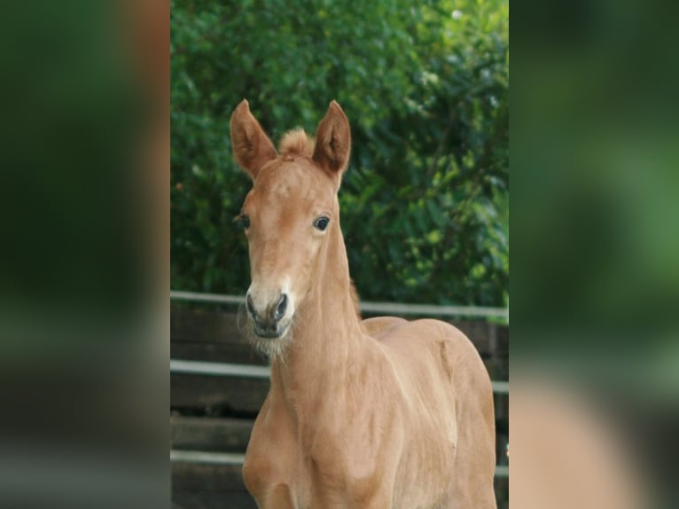 Hanoverian Mare  Chestnut-Red in Rietberg