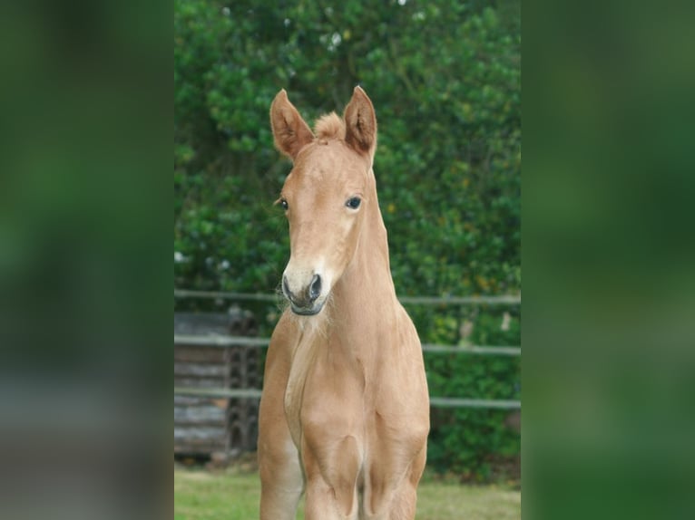 Hanoverian Mare  Chestnut-Red in Rietberg
