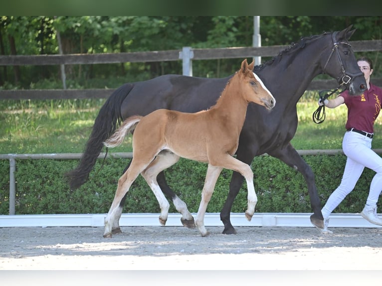 Hanoverian Mare  Chestnut-Red in Salzwedel