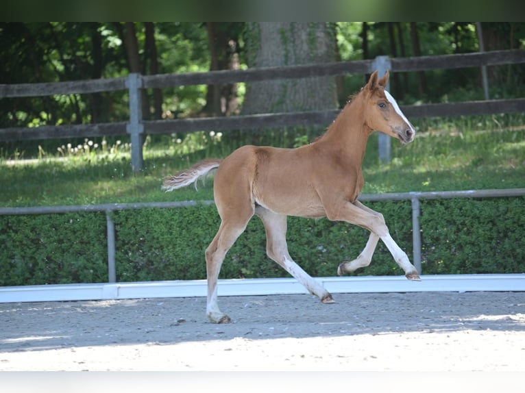 Hanoverian Mare  Chestnut-Red in Salzwedel