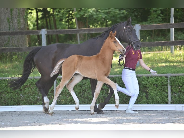 Hanoverian Mare  Chestnut-Red in Salzwedel