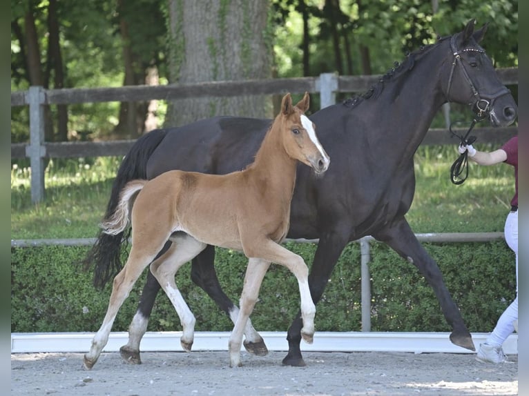 Hanoverian Mare  Chestnut-Red in Salzwedel