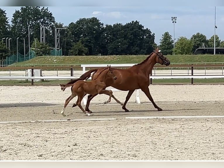 Hanoverian Mare Foal (05/2026) Chestnut-Red in Schwanewede