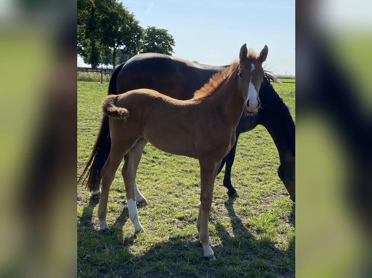 Hanoverian Mare  Chestnut-Red in Wolfsburg