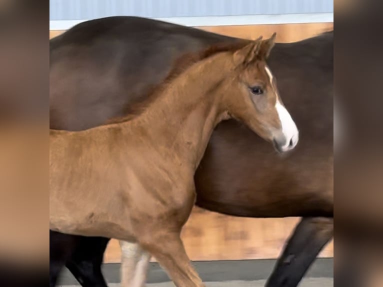 Hanoverian Mare  Chestnut-Red in Wolfsburg