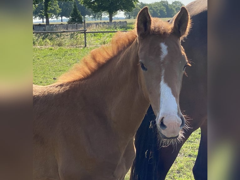 Hanoverian Mare  Chestnut-Red in Wolfsburg