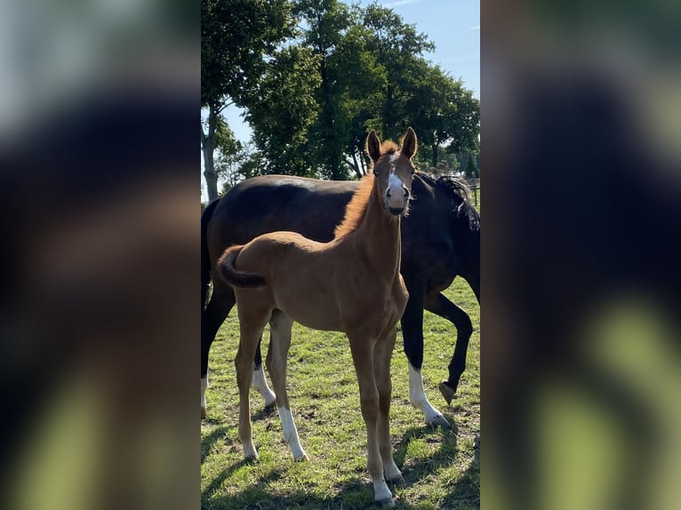 Hanoverian Mare  Chestnut-Red in Wolfsburg
