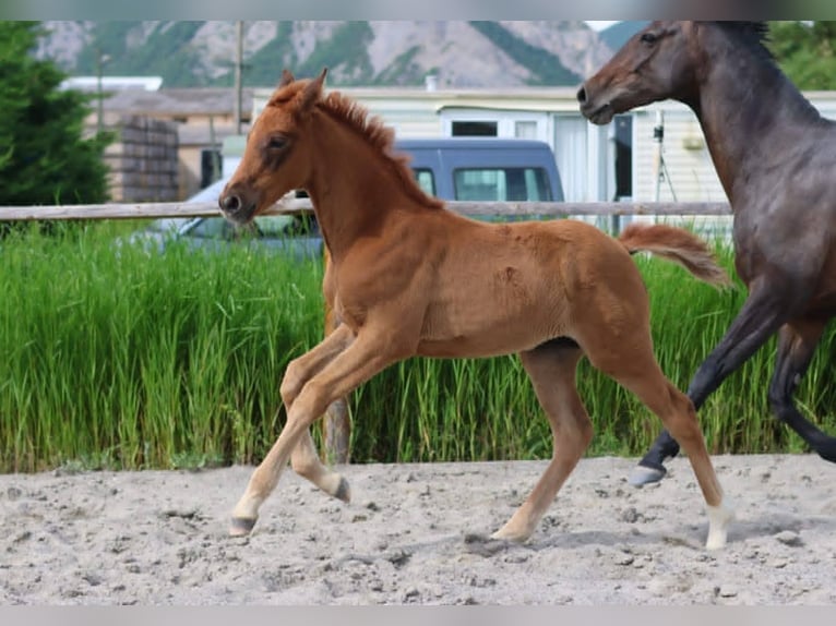 Hanoverian Mare Foal (04/2025) Chestnut-Red in Sisteron Hanoverian Mare Foal (04/2025) Chestnut-Red in Sisteron