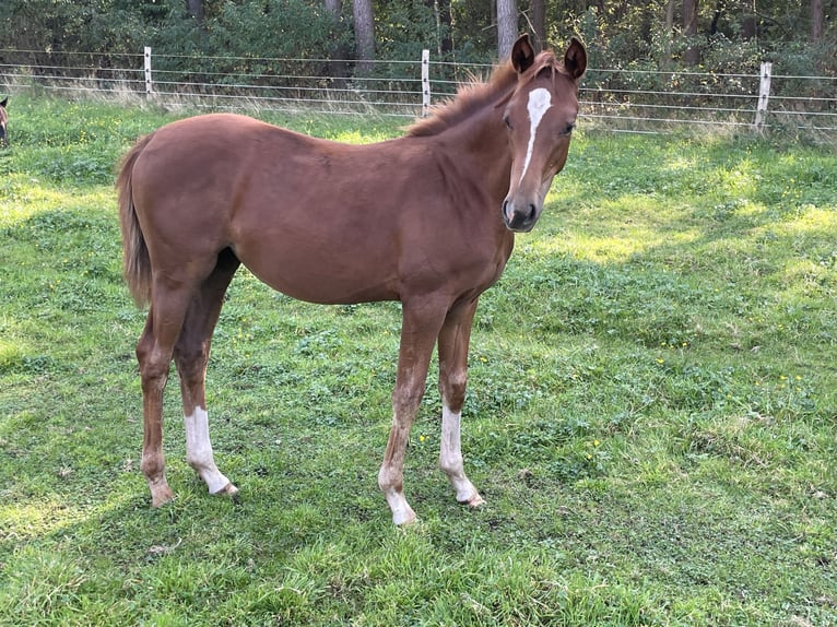 Hanoverian Mare  Chestnut-Red in Steimbke Steimbke