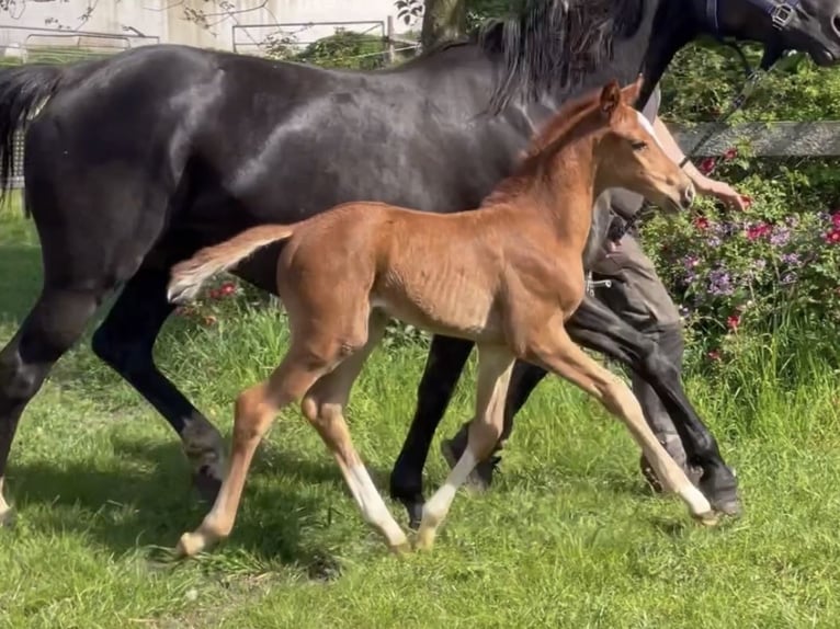 Hanoverian Mare  Chestnut-Red in Steimbke Steimbke