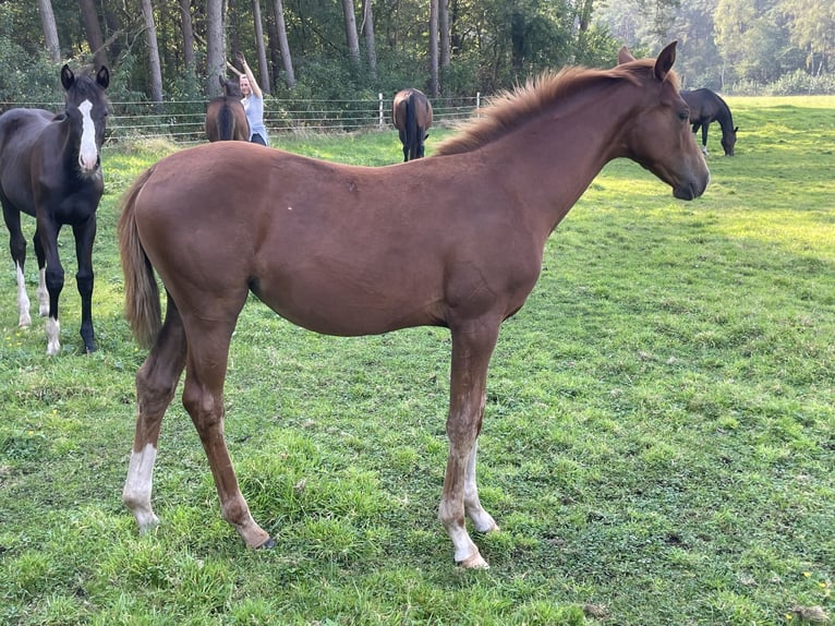 Hanoverian Mare  Chestnut-Red in Steimbke Steimbke