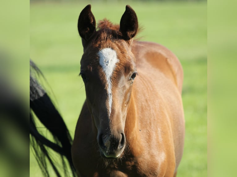 Hanoverian Mare  Chestnut-Red in Steimbke Steimbke