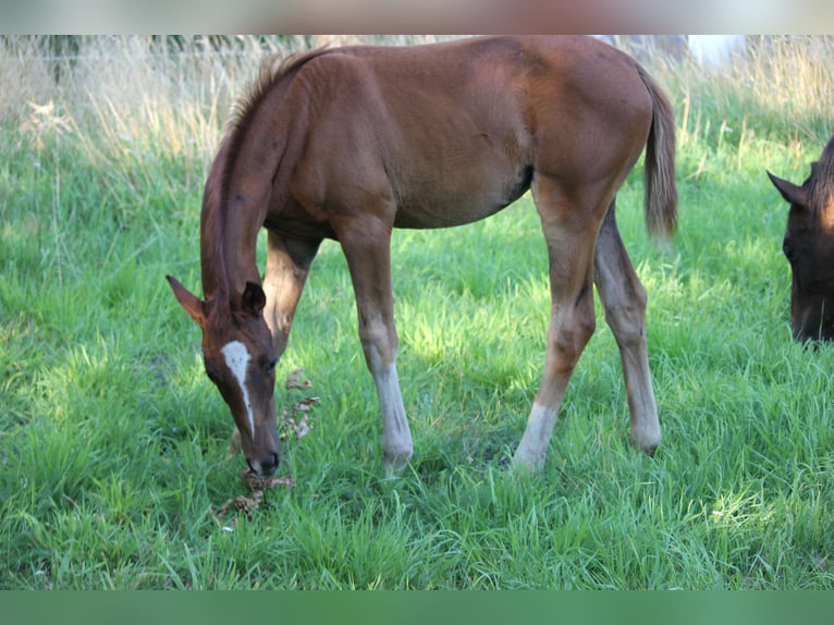 Hanoverian Mare  Chestnut-Red in Steimbke Steimbke