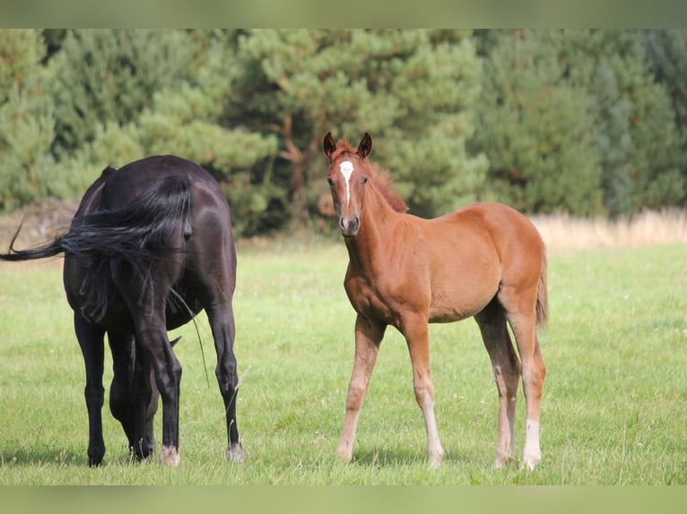 Hanoverian Mare  Chestnut-Red in Steimbke Steimbke