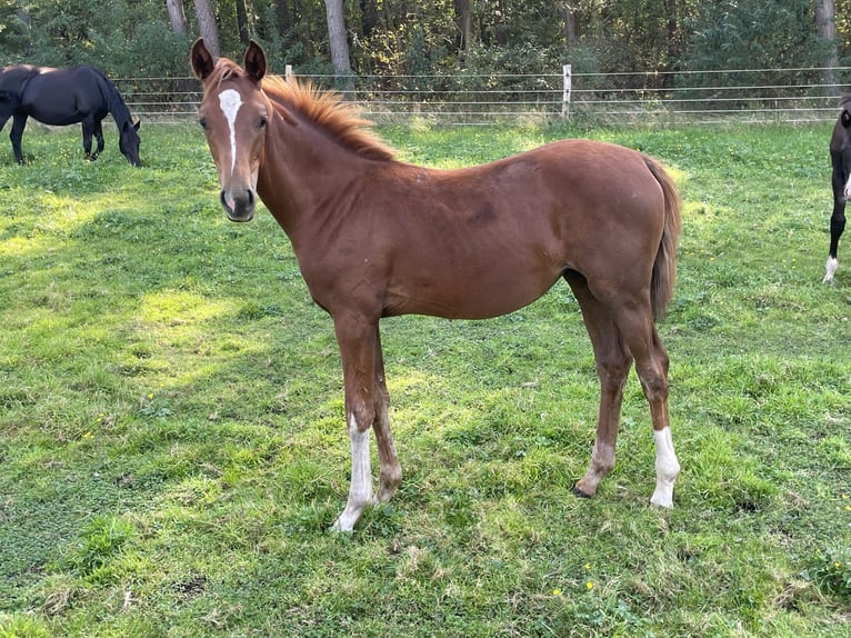 Hanoverian Mare  Chestnut-Red in Steimbke Steimbke