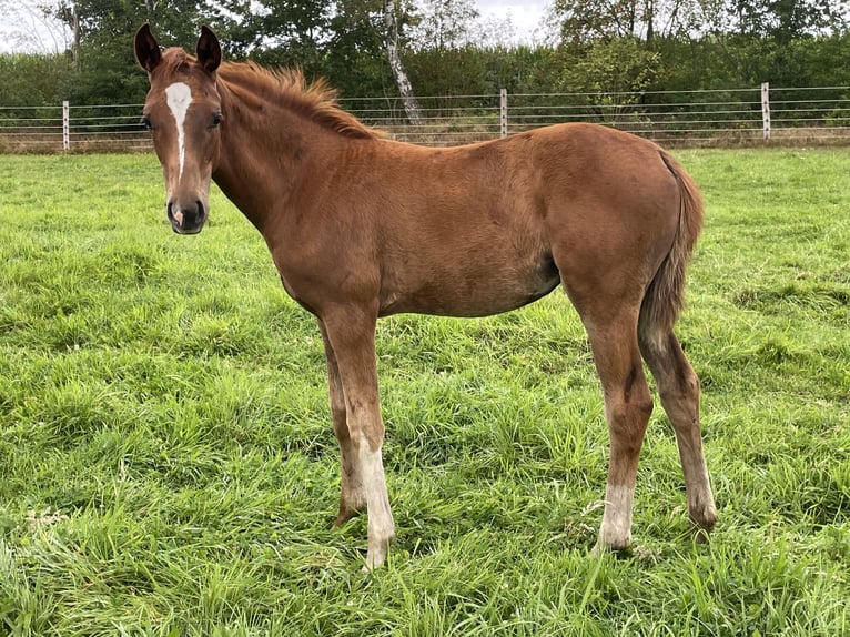 Hanoverian Mare  Chestnut-Red in Steimbke Steimbke