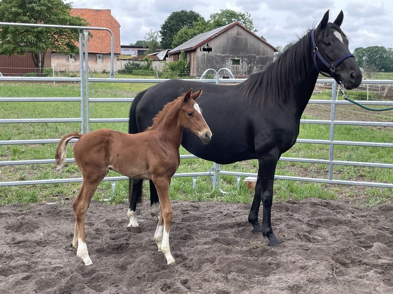Hanoverian Mare  Chestnut-Red in Steimbke