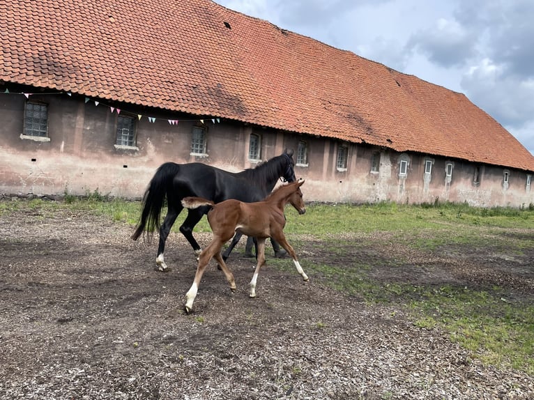 Hanoverian Mare  Chestnut-Red in Steimbke
