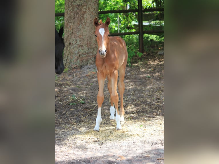 Hanoverian Mare  Chestnut-Red in Steimbke
