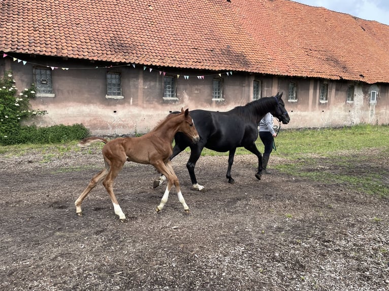 Hanoverian Mare  Chestnut-Red in Steimbke