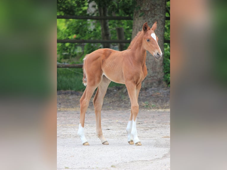 Hanoverian Mare  Chestnut-Red in Steimbke