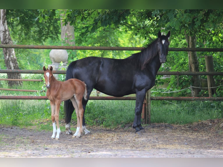 Hanoverian Mare  Chestnut-Red in Steimbke