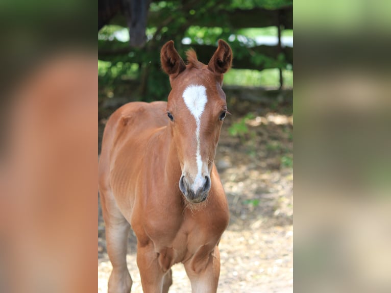 Hanoverian Mare  Chestnut-Red in Steimbke