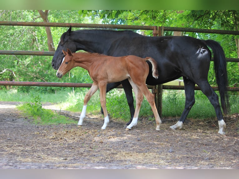 Hanoverian Mare  Chestnut-Red in Steimbke