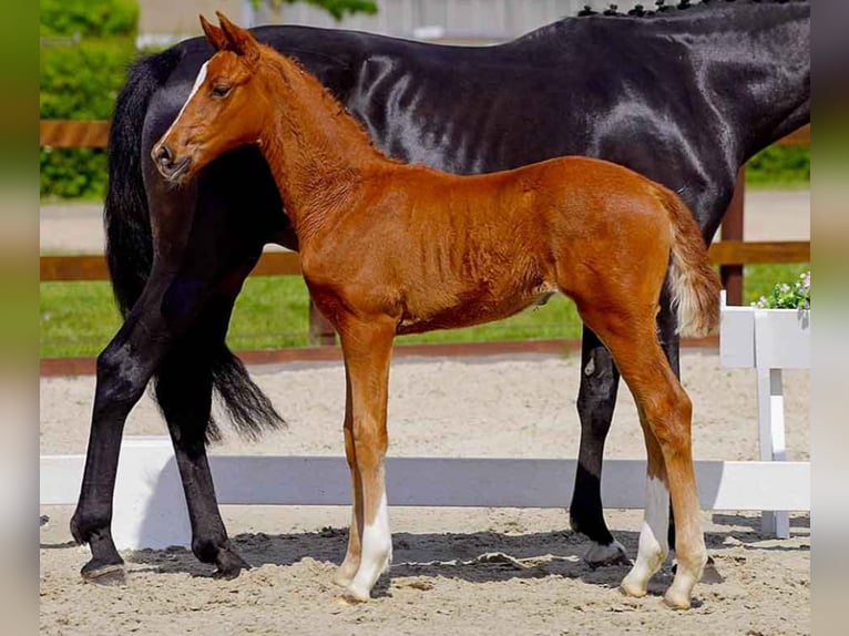 Hanoverian Mare  Chestnut-Red in Verden (Aller)